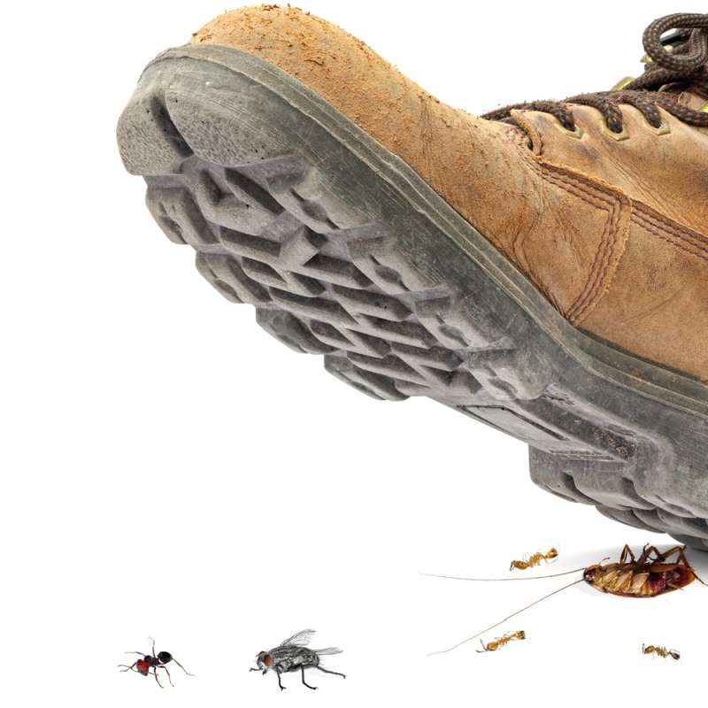 Spider Control