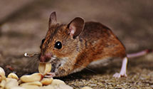 24 Hour & Emergency Exterminators in Sterling, ND